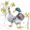 'Ducks And Daffs' Duck Print -Home Furnishing Store P102