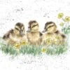 'Buttercup' Duckling Print 1 'Buttercup' Duckling Print -Home Furnishing Store P120