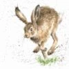 'The Bounder' Hare Print -Home Furnishing Store P122