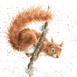 'The Acrobat' Squirrel Print