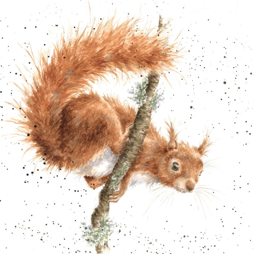 'The Acrobat' Squirrel Print 3 'The Acrobat' Squirrel Print