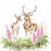 'Lord And Lady' Deer Print -Home Furnishing Store conf226