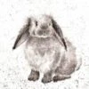 'Rosie' Rabbit Print 1 'Rosie' Rabbit Print -Home Furnishing Store cs020