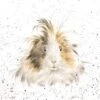 'Style Queen' Guinea Pig Print -Home Furnishing Store cs040
