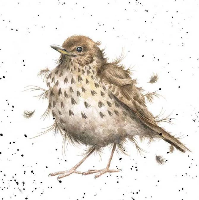 'Songbird' Song Thrush Print 3 'Songbird' Song Thrush Print