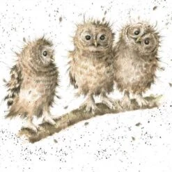 'You First!' Owl Print