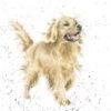 'Golden Boy' Golden Retriever Print