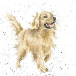'Golden Boy' Golden Retriever Print