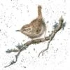 'King Of Birds' Wren Print -Home Furnishing Store cs091