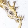 'First Kiss' Giraffe Cross Stitch 1 'First Kiss' Giraffe Cross Stitch -Home Furnishing Store first kiss wb