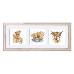 A Trio Of Highland Cows