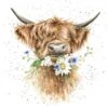 'Daisy Coo' Highland Cow Print -Home Furnishing Store pcs150