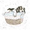 'Wash, Dry, Fold, Repeat' Spaniel Print -Home Furnishing Store pcs212