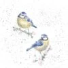 'Bluetits' Blue Tit Print 1 'Bluetits' Blue Tit Print -Home Furnishing Store poc043 2