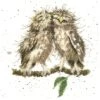 'Birds Of A Feather' Owl Cross Stitch 2 'Birds Of A Feather' Owl Cross Stitch -Home Furnishing Store xhd36 birds of a feather med