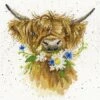 'Daisy Coo' Highland Cow Cross Stitch 1 'Daisy Coo' Highland Cow Cross Stitch -Home Furnishing Store xhd42 daisy coo big